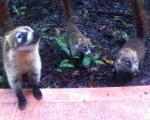 Coati al seguito...